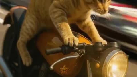 Speed King Cat on His Bike