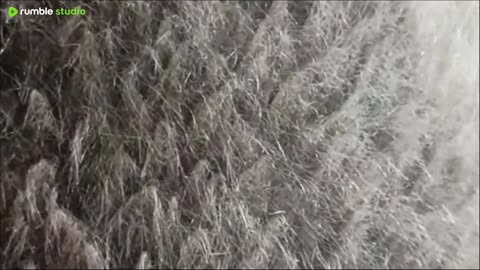 not gonna talk about things that put my life at risk