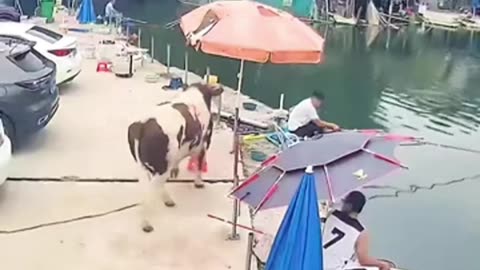 funny cow, disturbing someone while fishing