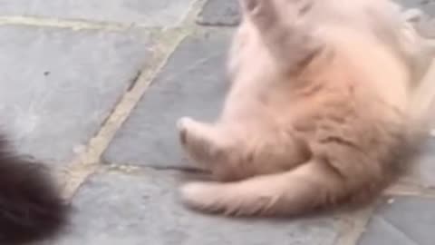 Baby Kitten Playing with Mom Cat | Too Cute to Handle! 🐾 #CatShorts