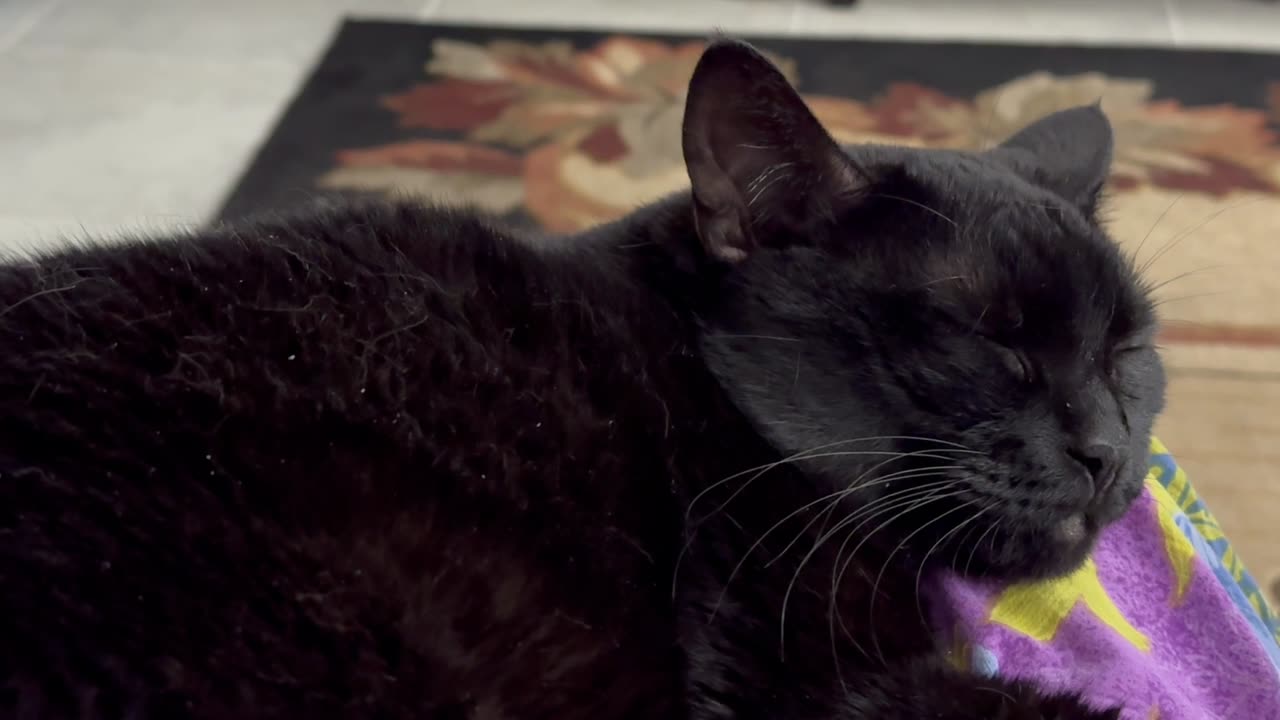 Cute Precious Piper Sleeps Peacefully - Adopting a Cat from a Shelter Vlog