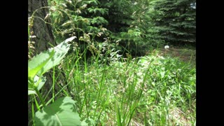 Connection To The Earth Sweetgrass May 2022
