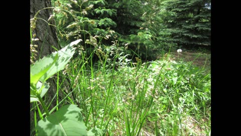 Connection To The Earth Sweetgrass May 2022