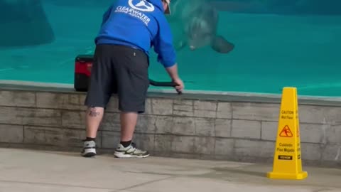 Dolphin Fascinated By Vacuum