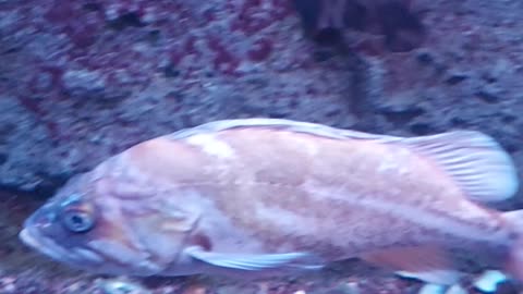sea fish