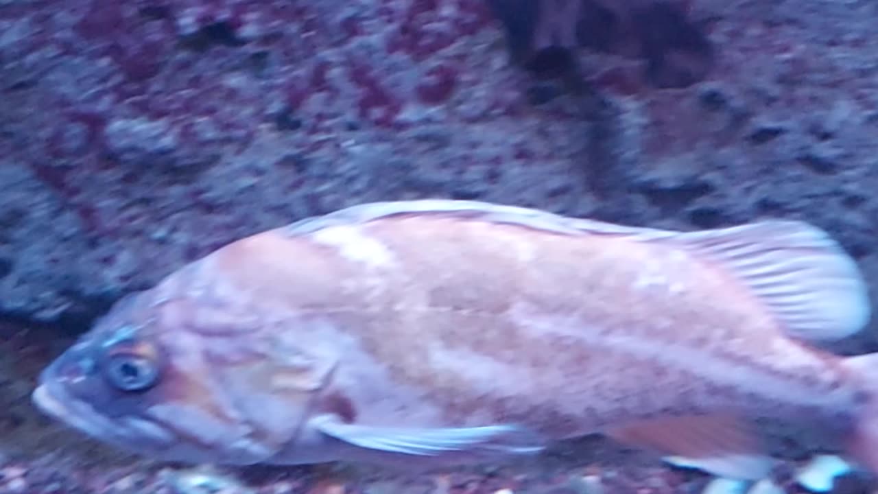 sea fish