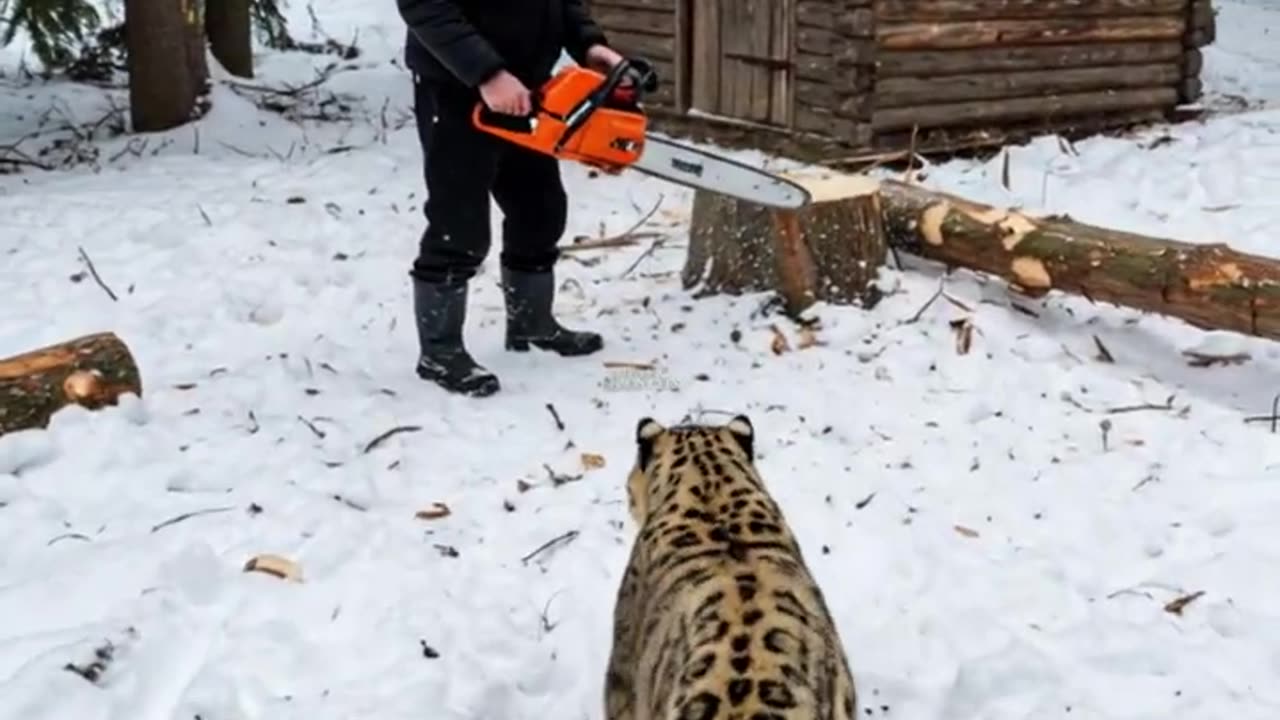 Mother Snow Leopard Saves Her Cub with the Help