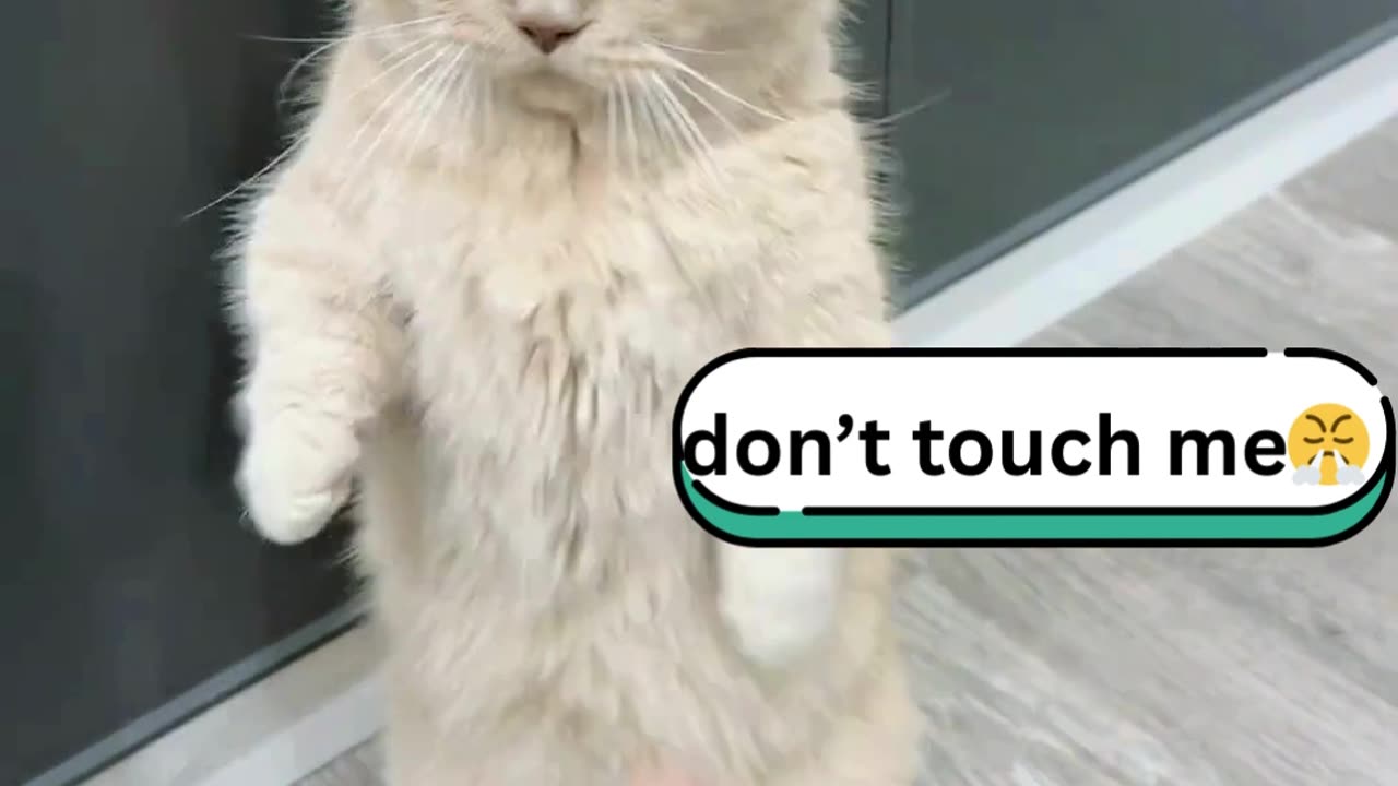 😹 When cats act more human than humans!