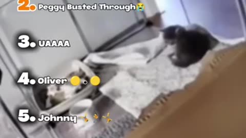Trending: Ranking Best Cats Surveillance Videos