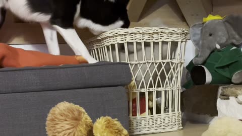 Simba Tidies Up Before Going To Bed