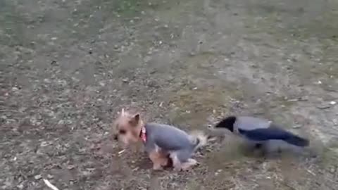 Funny animals