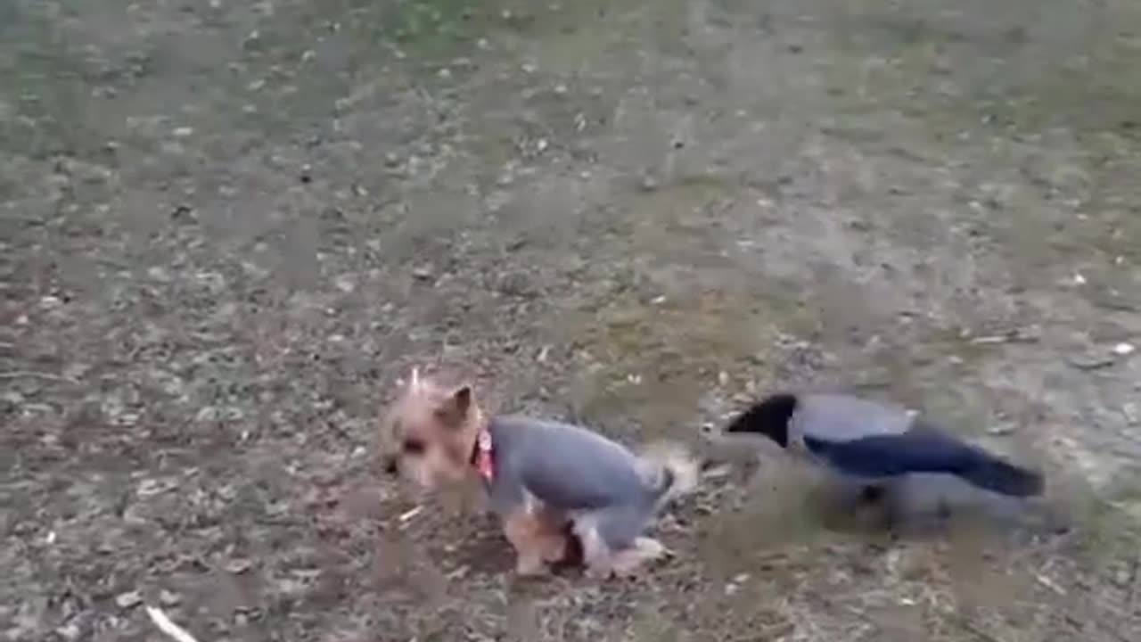 Funny animals