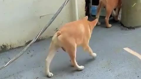 🤯🐶 This Dogs' Spine Syndrome Will Blow Your Mind! | FeedMyCuriosity