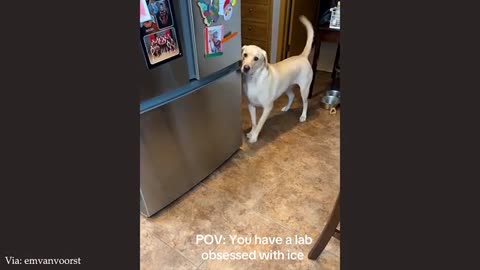 Dogs SHOCK When Their Silliest Moments Go Viral 😂 Funniest ANIMAL Videos 2025