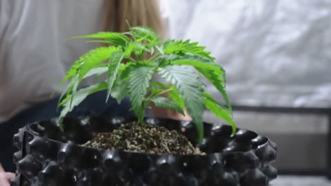 Cast Iron Plant Care