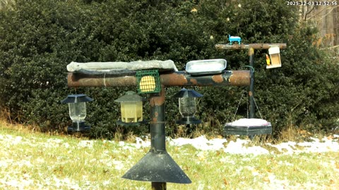 Bird Feeder in Western Maryland USA