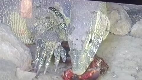 This MONSTER Lizard Stunned Zoo Visitors 😱🦎 | You Won’t Believe Its Size!”