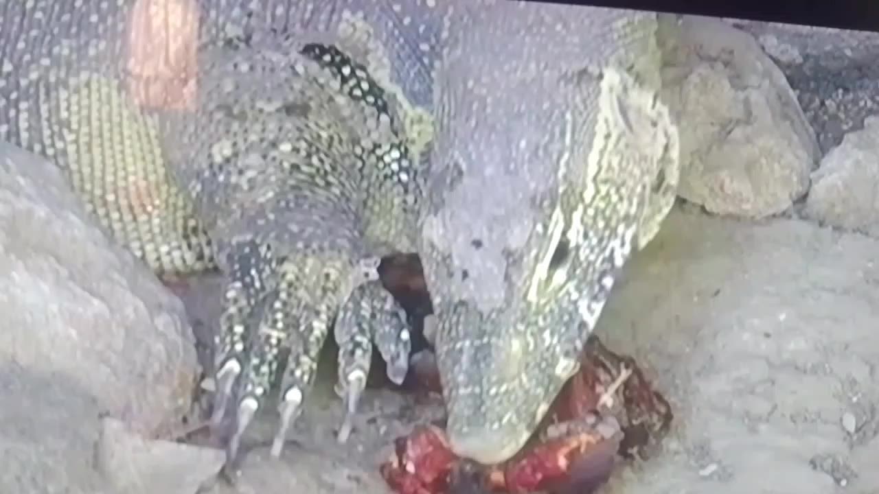 This MONSTER Lizard Stunned Zoo Visitors 😱🦎 | You Won’t Believe Its Size!”