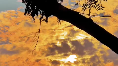Sunset With Sad Song My Village ❤ ❤ #maxrecords #villagelife #larkana #sindh #pakistan