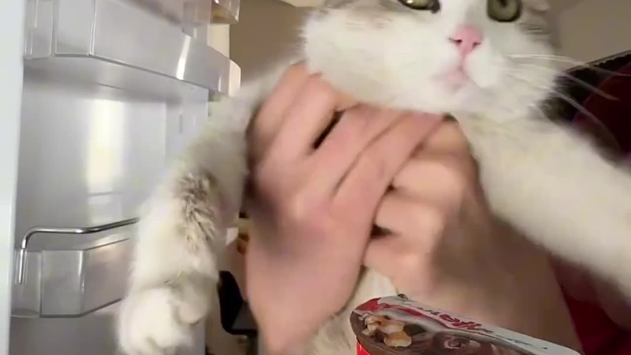 Our cat Lucy always steals the treats 😤