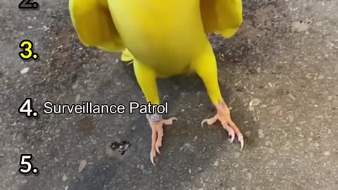 Ranking The Funniest Parrot Moments Part 2