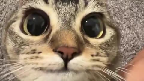 The most :3 to ever :3