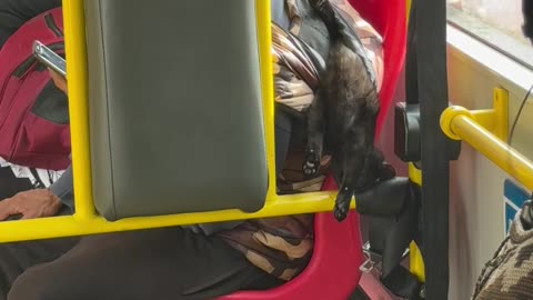 Kitten Sleeping Upside Down on the Bus