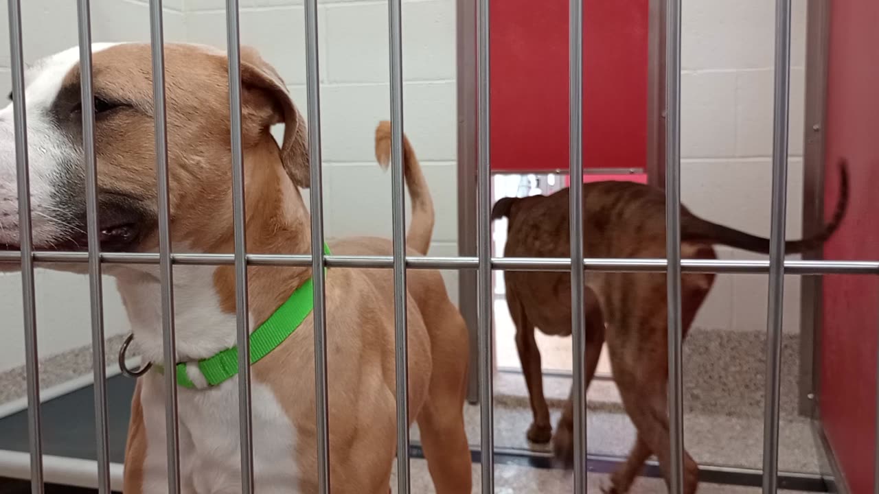 Honey-DarkRight~well-mannered 4y A751594 Lava-left 3y A868788 kennel 21 pod 1 PACC shelter20250819100