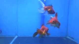 3 gold fish at the aquarium store, their beauty shines [Nature & Animals]