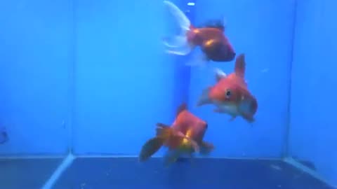 3 gold fish at the aquarium store, their beauty shines [Nature & Animals]
