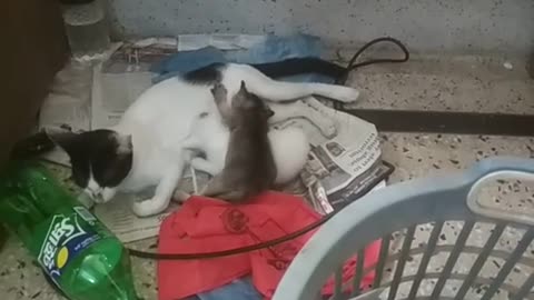 3M TV Cat Series 3 🐱 Mom Cat Breastfeeding Baby Kittens 🍼 | Animal Behavior & Play 🐾🌿
