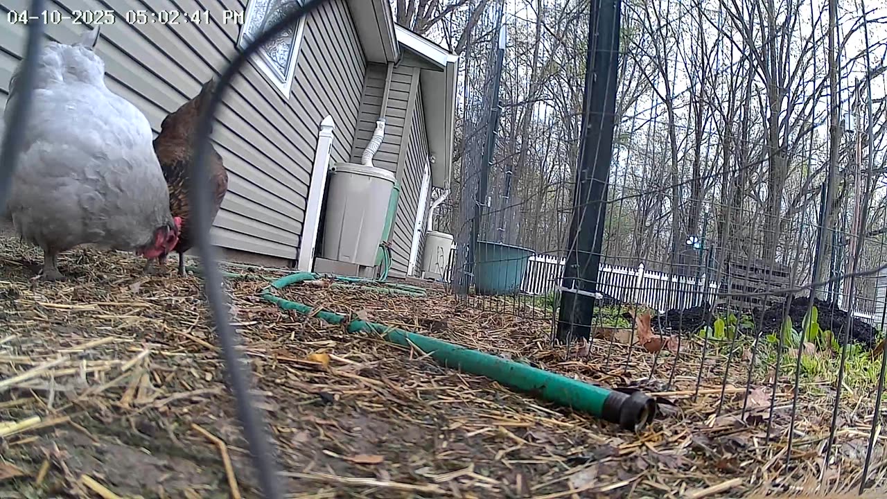 Looking for a Snack After the Rain!