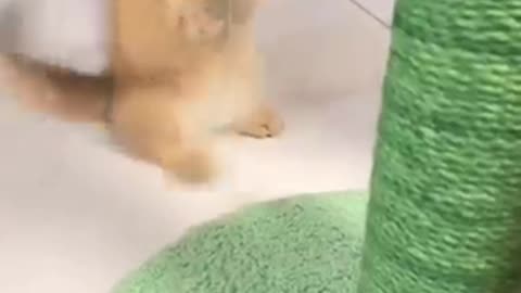 Joyful_cute_cats_😂😍_#cat_#kitten_#kitty_#catlover_#catvideo_#funny