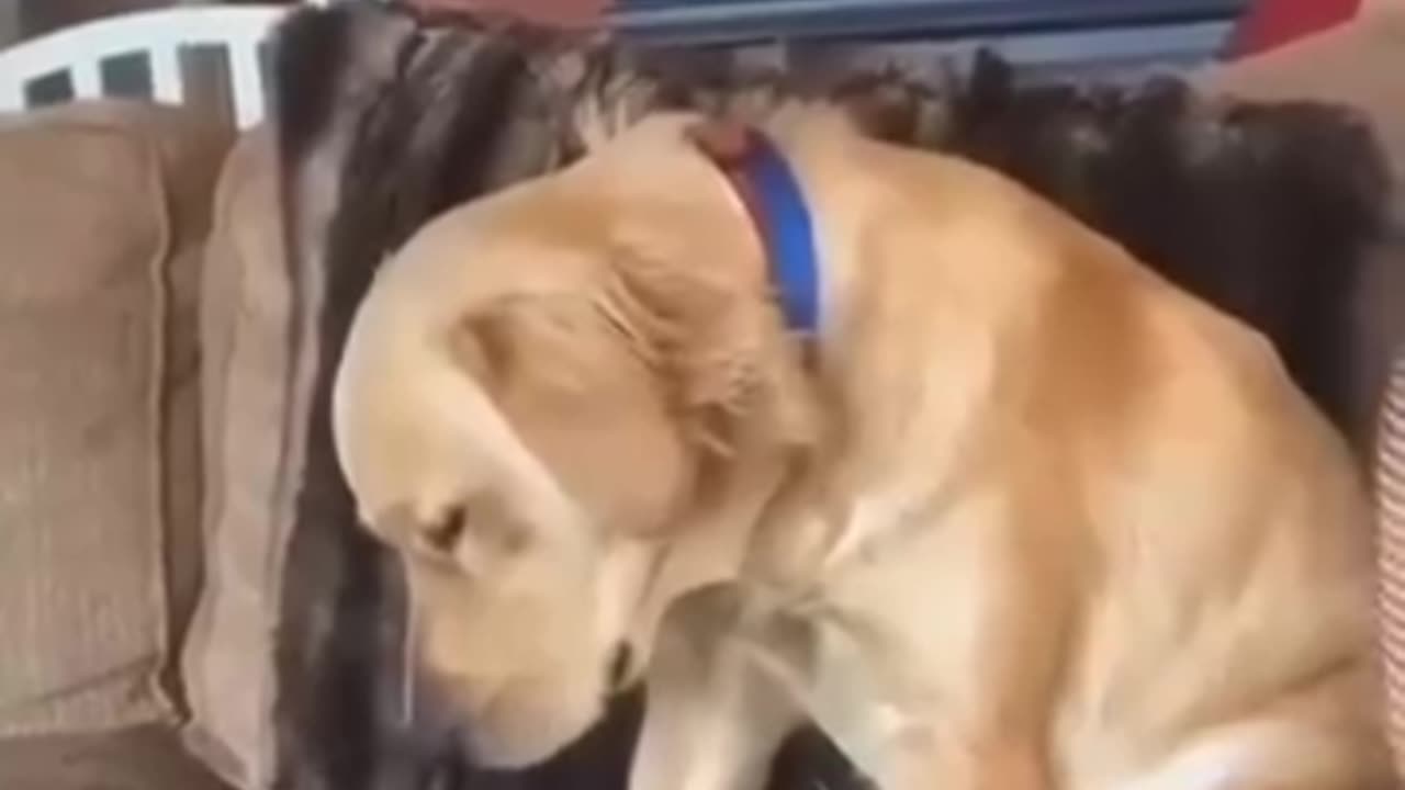 sleepy dogs