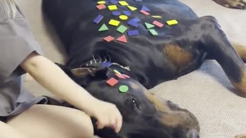 Little Girl Decorates the Doberman