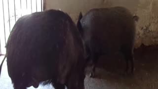 jabali