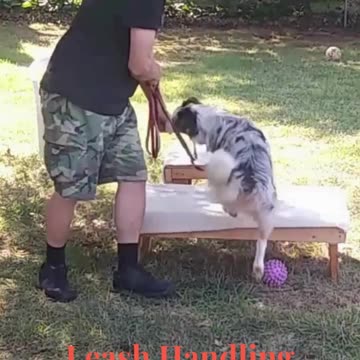Leash Handling Skills short 1b