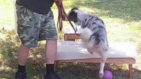 Leash Handling Skills short 1b