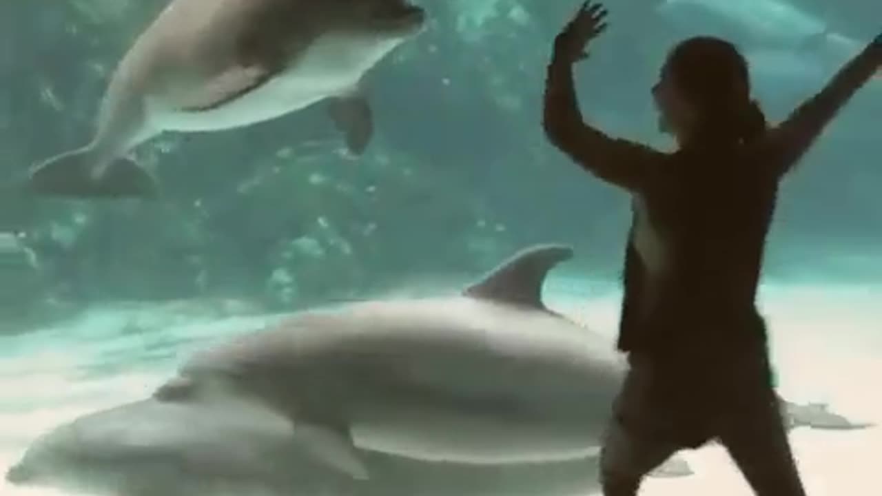 Whales Dance