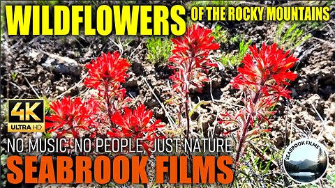 Wildflowers of the Rocky Mountains: Nature Displays Her Exuberance in Variety and Color