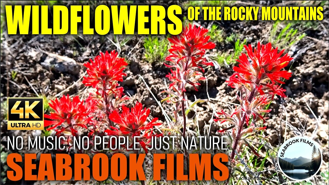 Wildflowers of the Rocky Mountains: Nature Displays Her Exuberance in Variety and Color