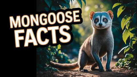 What's So Cool About MONGOOSE Behavior?