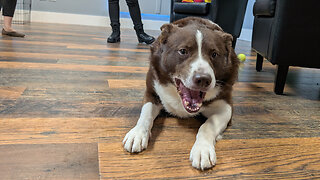 Pet of the Week: Duke at Whiteside County Animal Adoption Center
