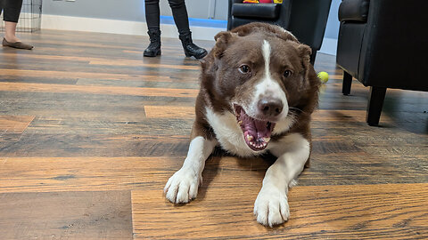 Pet of the Week: Duke at Whiteside County Animal Adoption Center