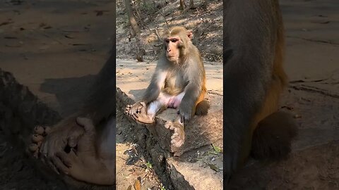 Funny monkey #69