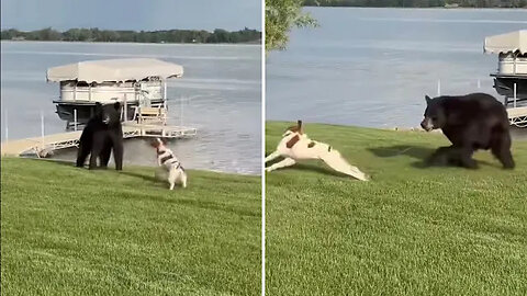 Resident captures video of dangerous interaction between family dog and wild bear: 'We didn't kno