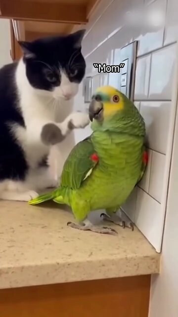 funny parrot