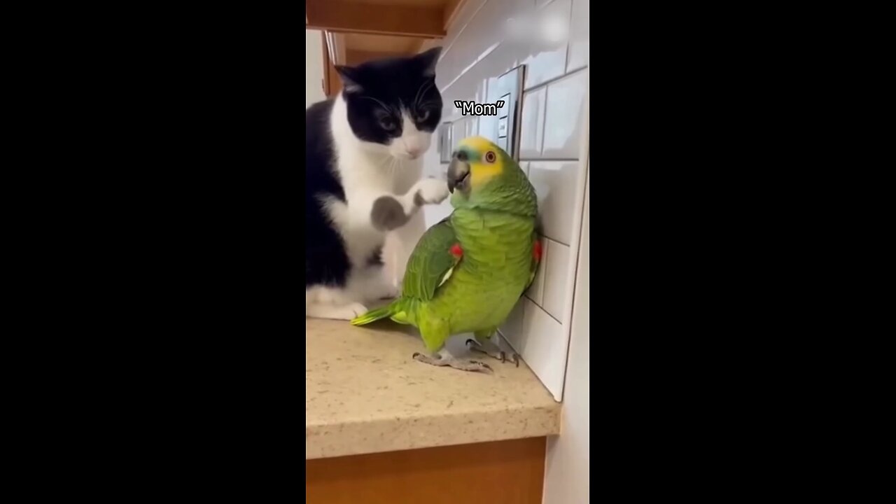 funny parrot