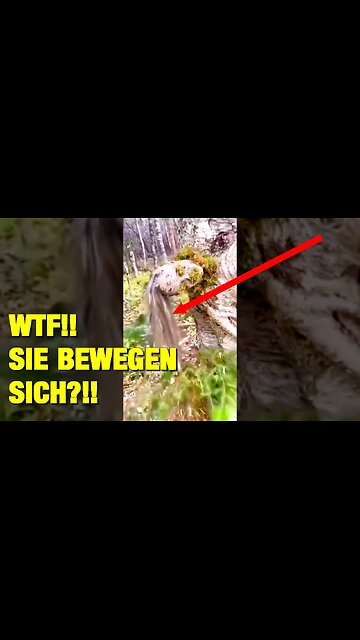 Es passiert überall auf der Welt - Bäume haben begonnen, sich zu bewegen