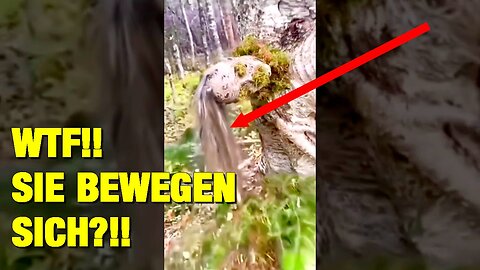 Es passiert überall auf der Welt - Bäume haben begonnen, sich zu bewegen